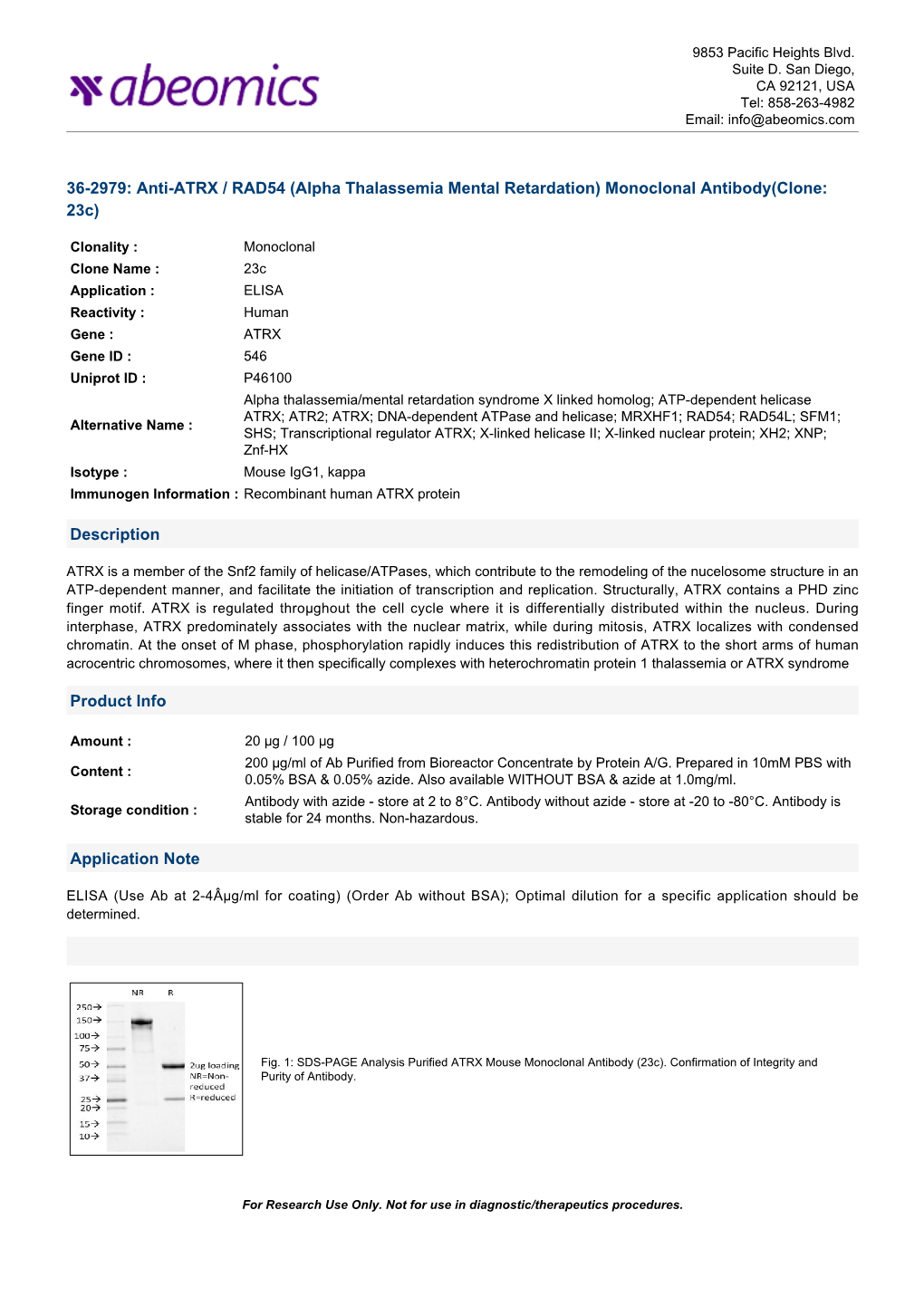 36-2979: Anti-ATRX / RAD54 (Alpha Thalassemia Mental Retardation) Monoclonal Antibody(Clone: 23C)