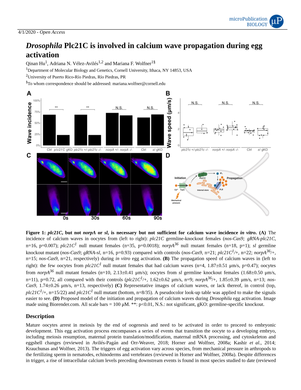 Drosophila Plc21c Is Involved in Calcium Wave Propagation During Egg Activation Qinan Hu1, Adriana N