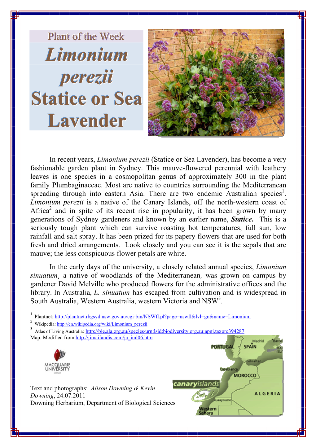 Limonium Perezii Statice Or Sea Lavender