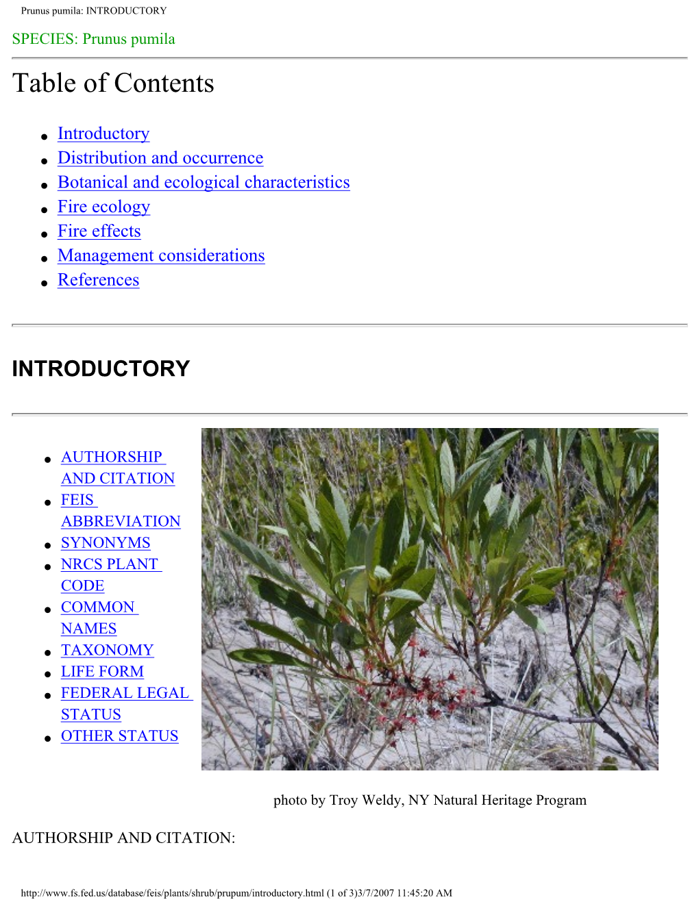 Prunus Pumila Introductory