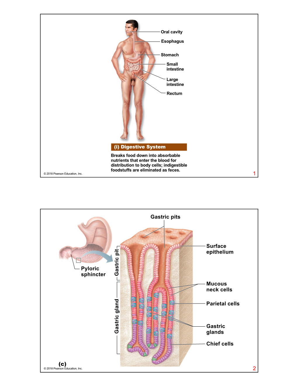 1 Gastric Pits Pyloric Sphincter Ga S Tric P It Surface Epithelium Mucous