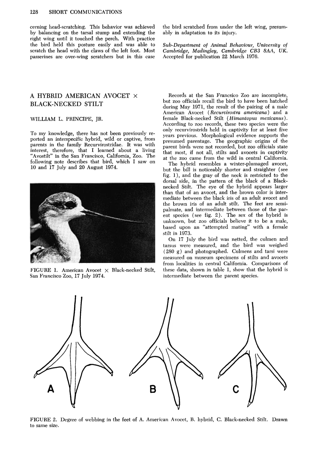 A Hybrid American Avocet X Black-Necked Stilt