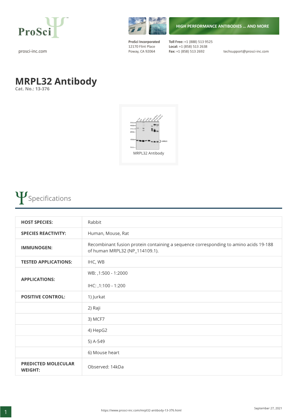 MRPL32 Antibody Cat