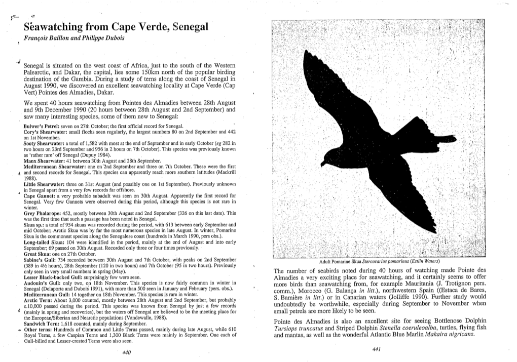 Seawatching from Cape Verde, Senegal François Baillon Arid Philippe Dubois 443 Prize Quizbird No