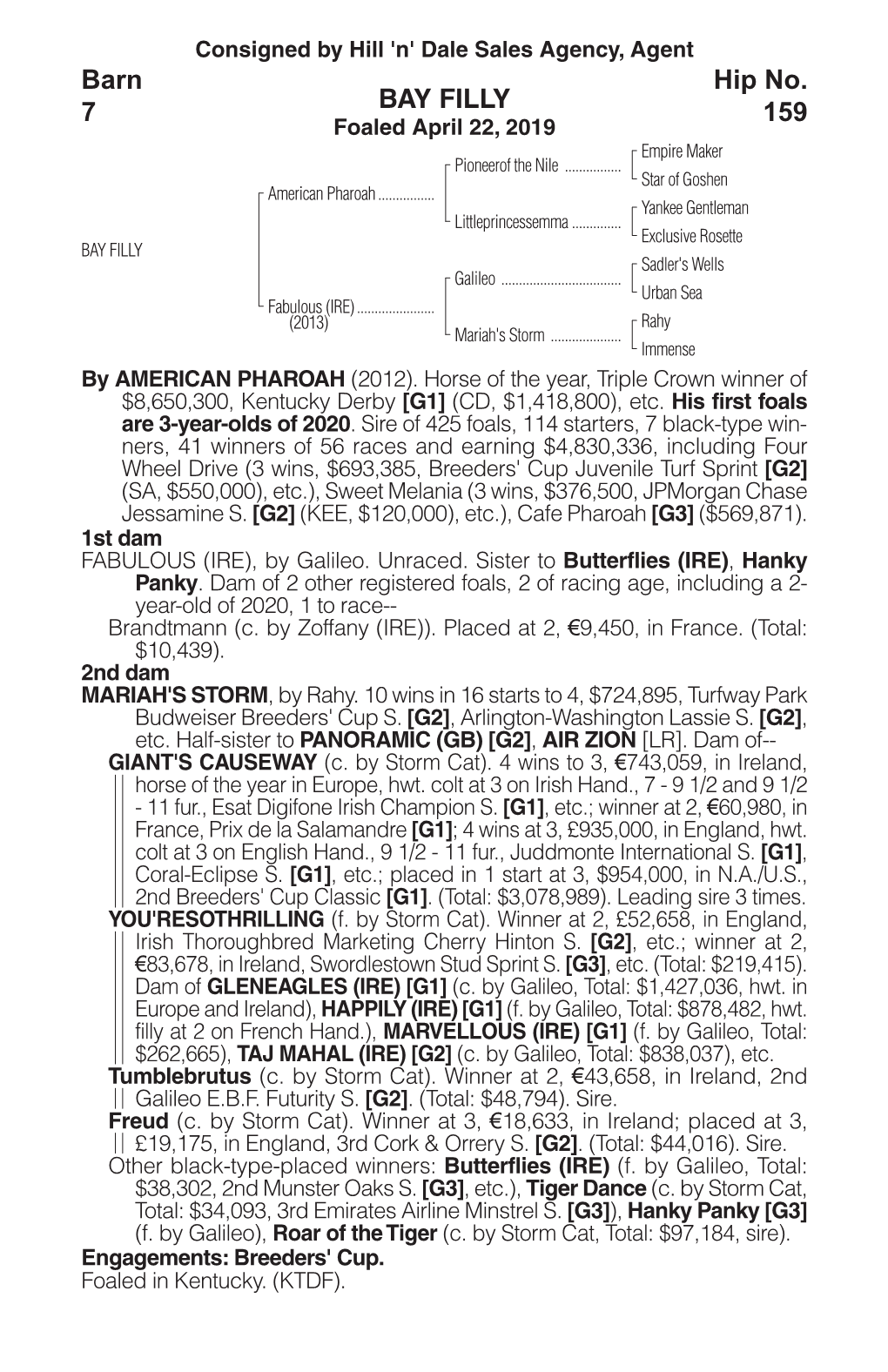 BAY FILLY Barn 7 Hip No