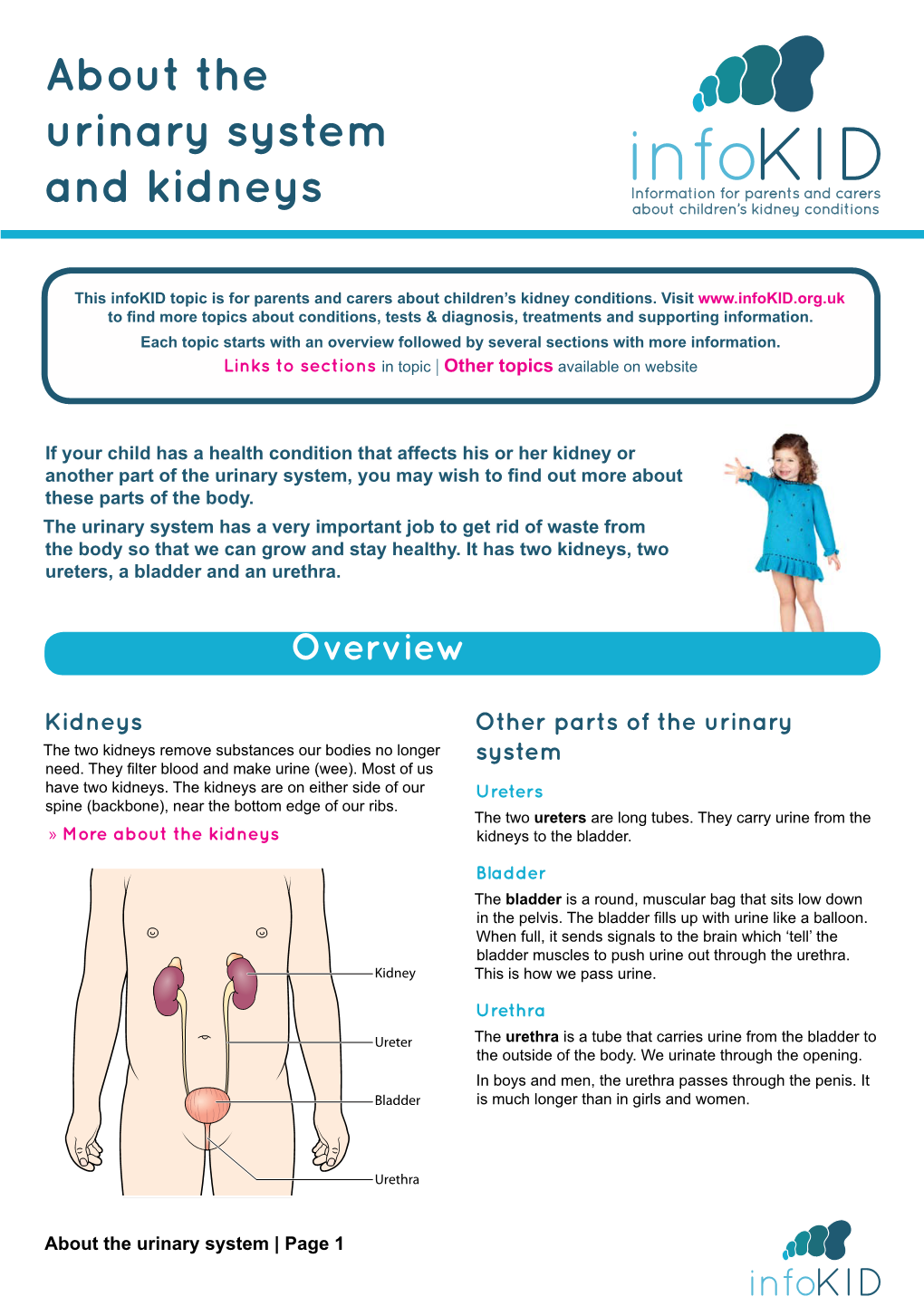 About the Urinary System and Kidneys