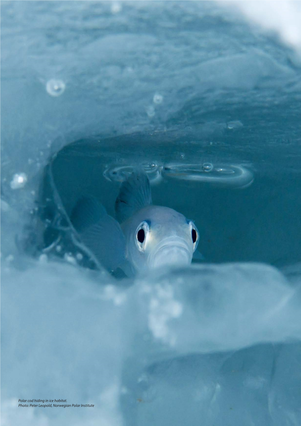 Polar Cod Hiding in Ice Habitat. Photo: Peter Leopold, Norwegian Polar Institute 109 3.4 Marine Fishes