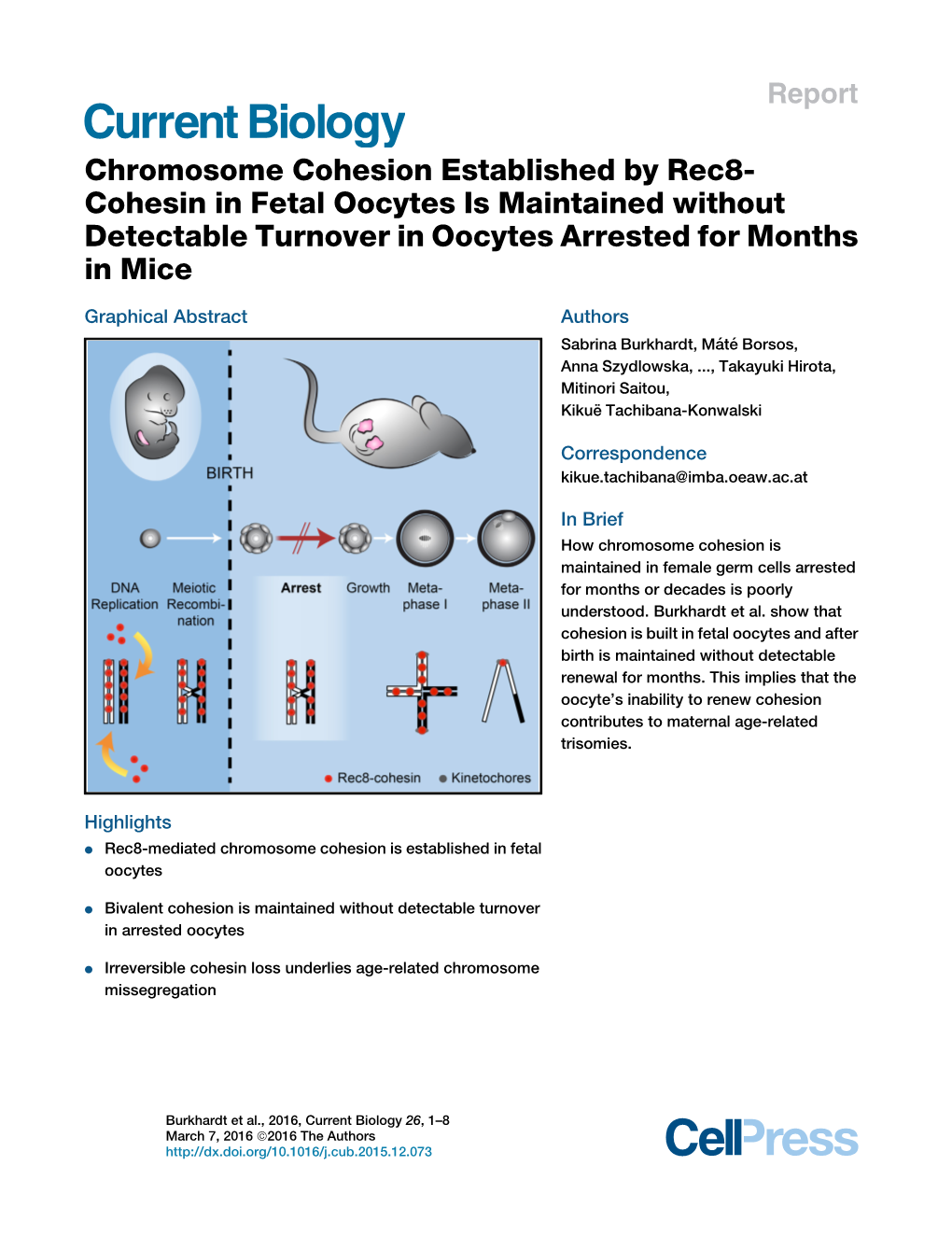 Chromosome Cohesion Established by Rec8-Cohesin in Fetal Oocytes
