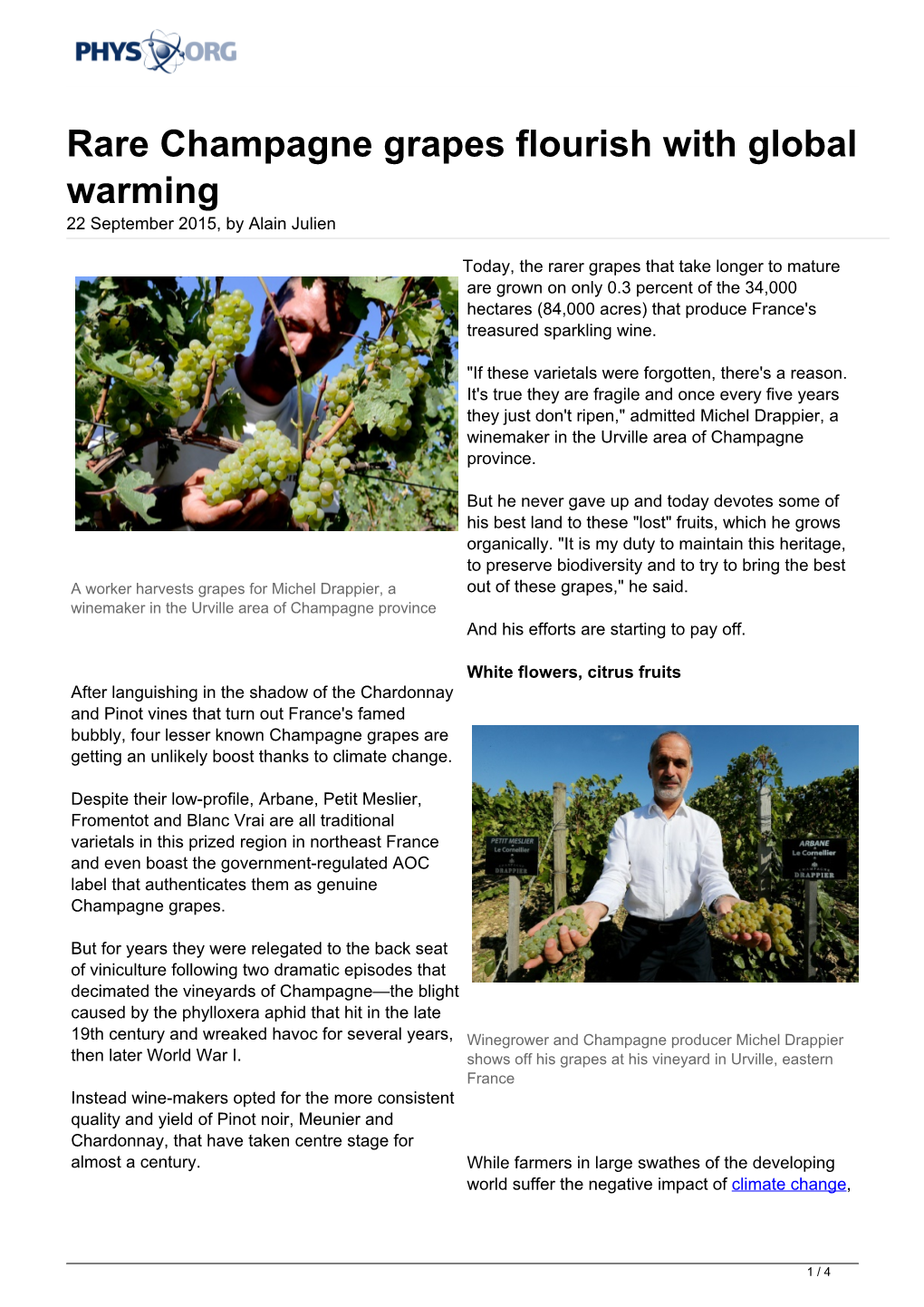 Rare Champagne Grapes Flourish with Global Warming 22 September 2015, by Alain Julien