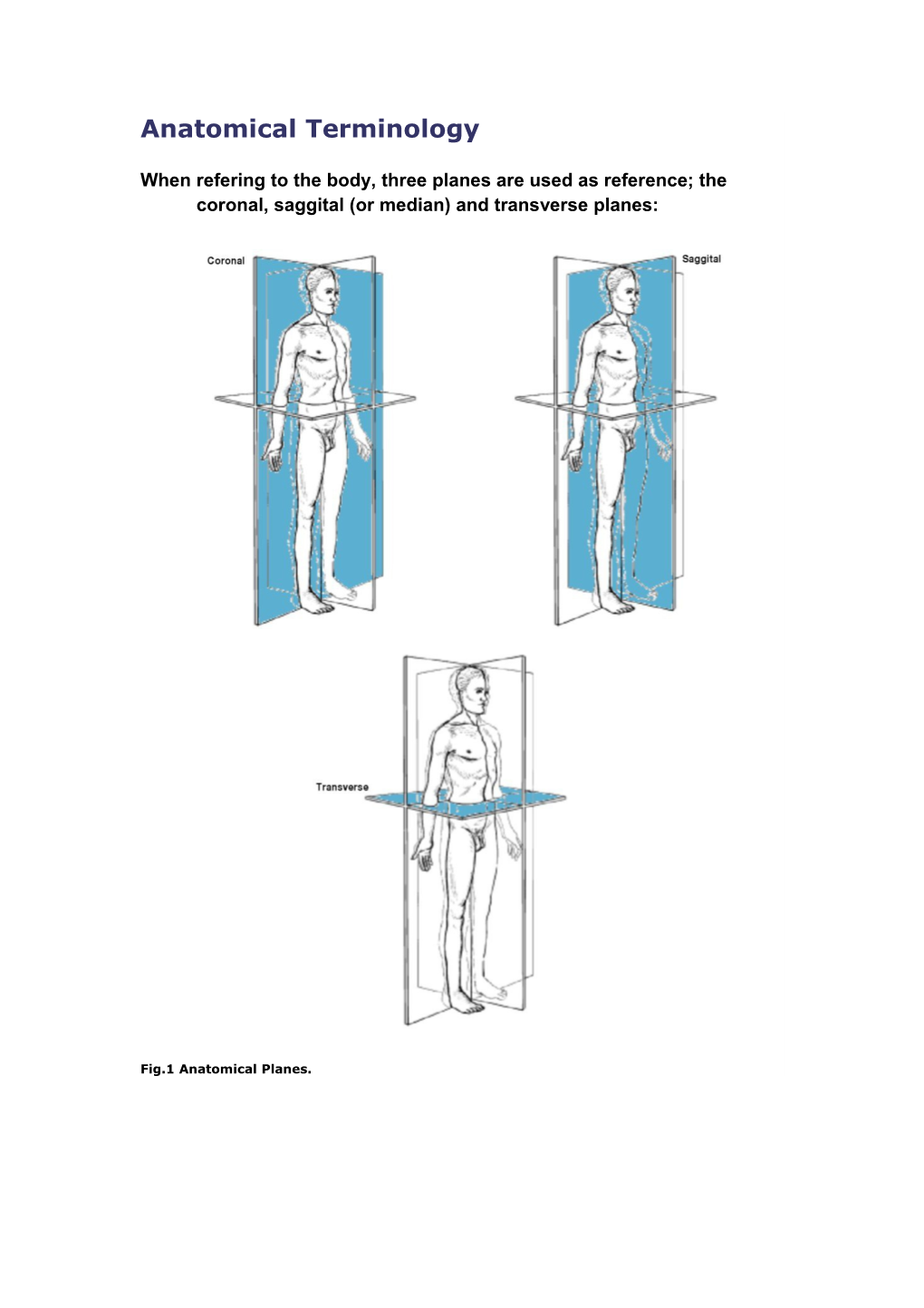 Anatomical Terminology