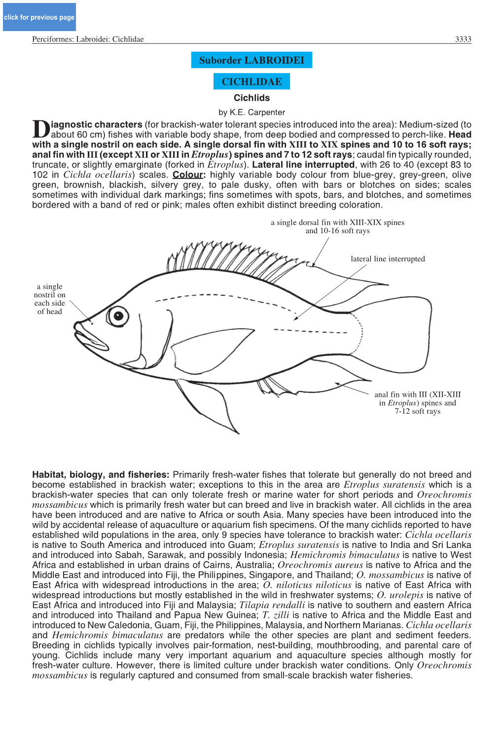 Suborder LABROIDEI CICHLIDAE