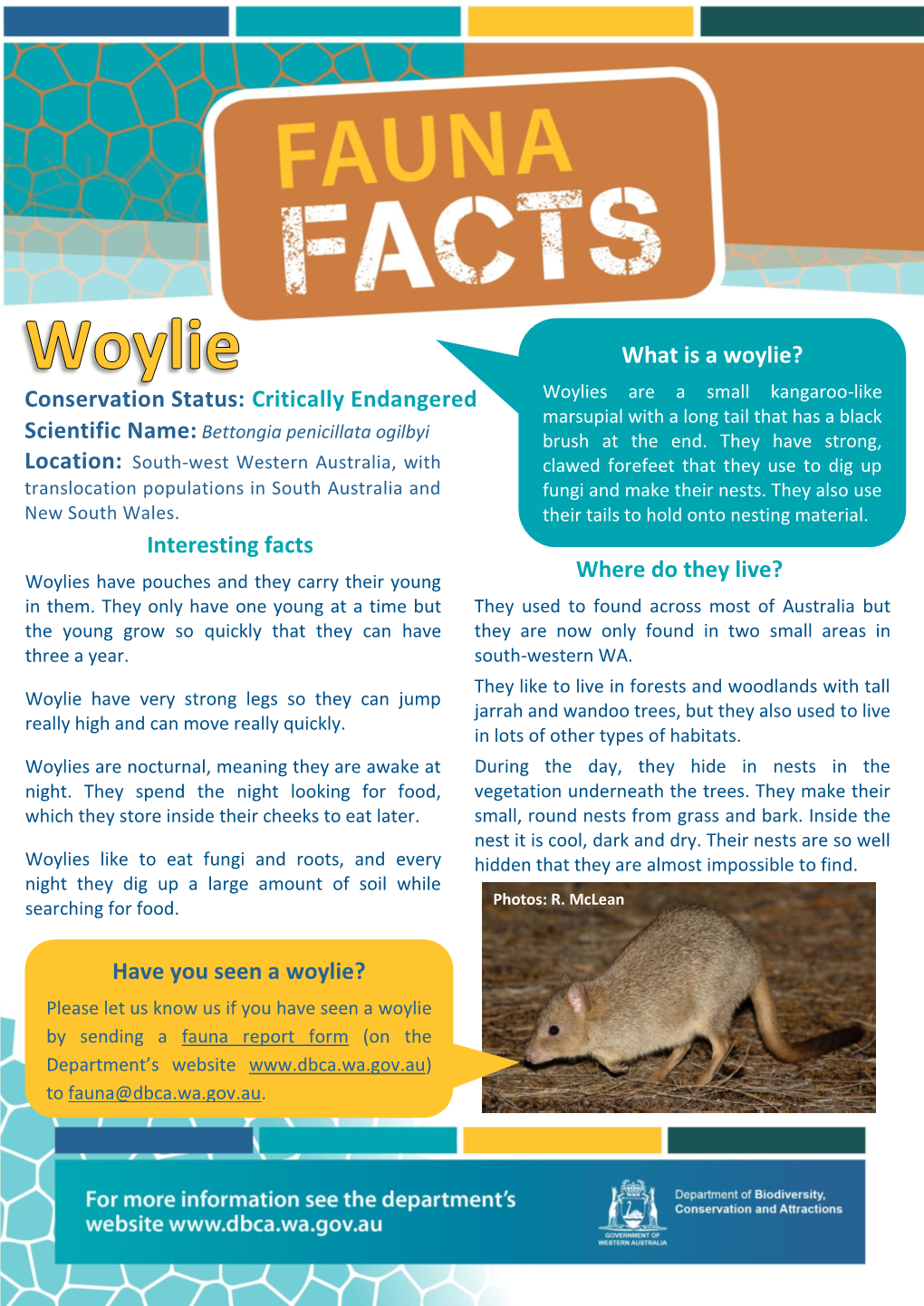 What Is a Woylie? Interesting Facts Where Do They Live? Have You Seen