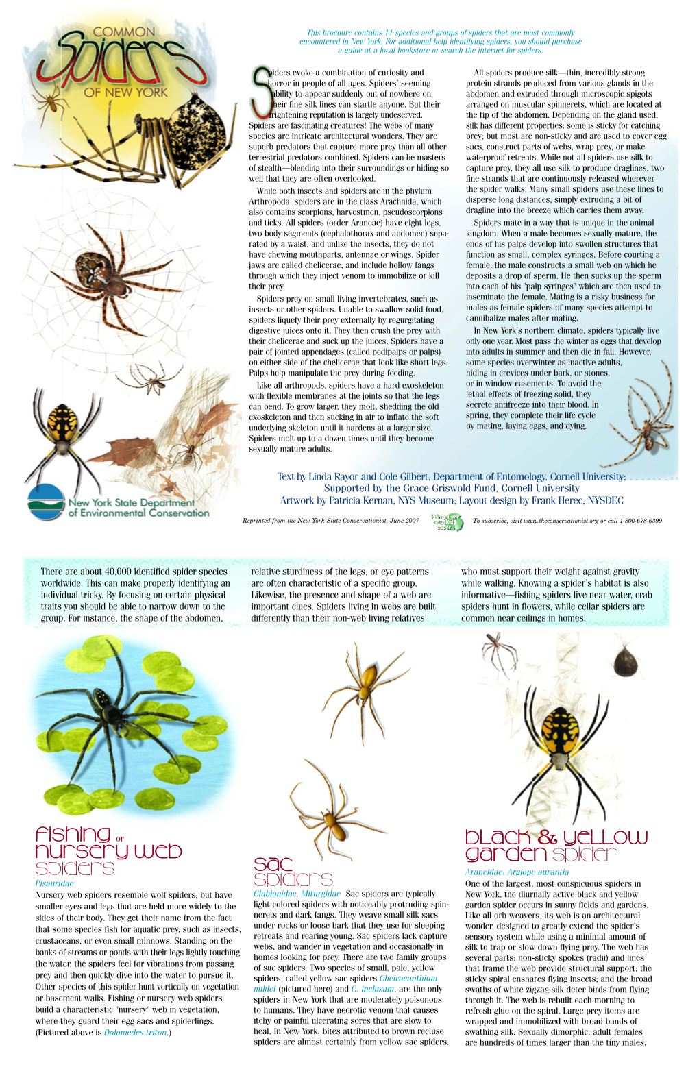 Common Spiders of New York