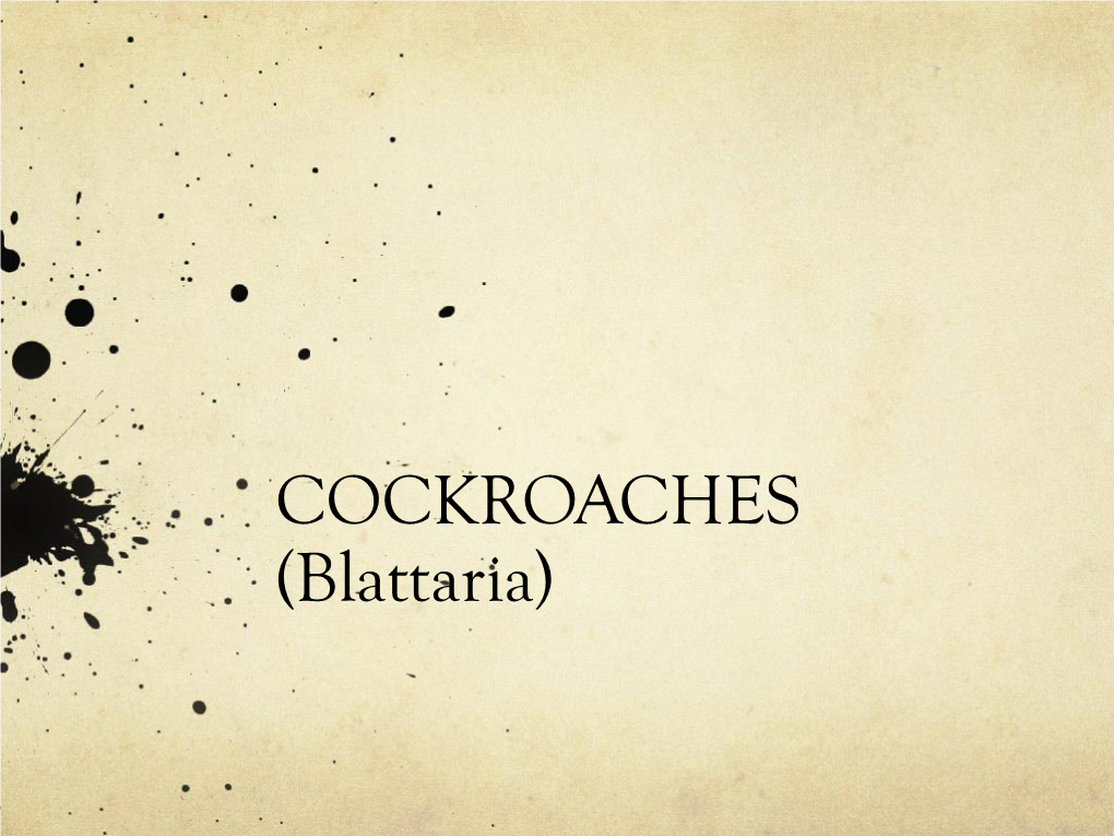 COCKROACHES (Blattaria) Taxonomy