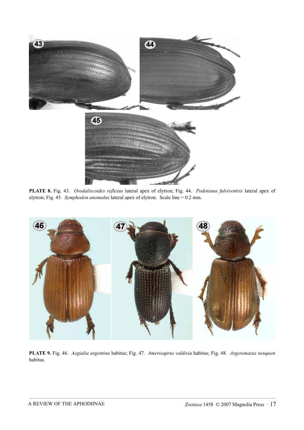 Zootaxa 1458 © 2007 Magnolia Press · 17 a REVIEW of THE