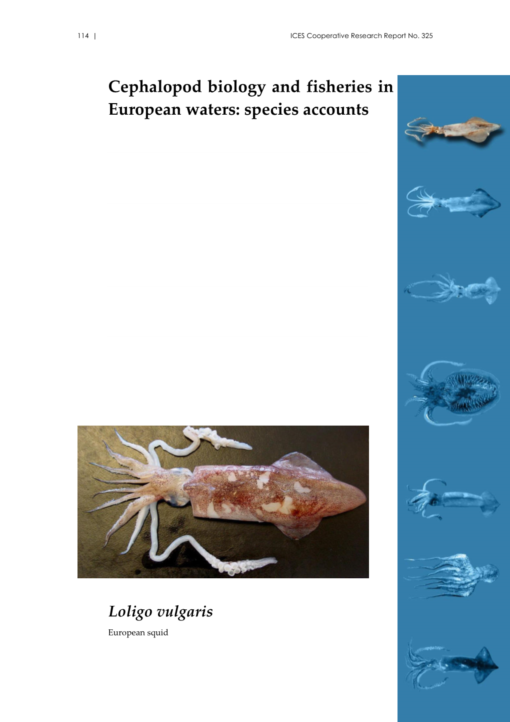 Cephalopod Biology and Fisheries in Europe: II. Species Accounts | 115