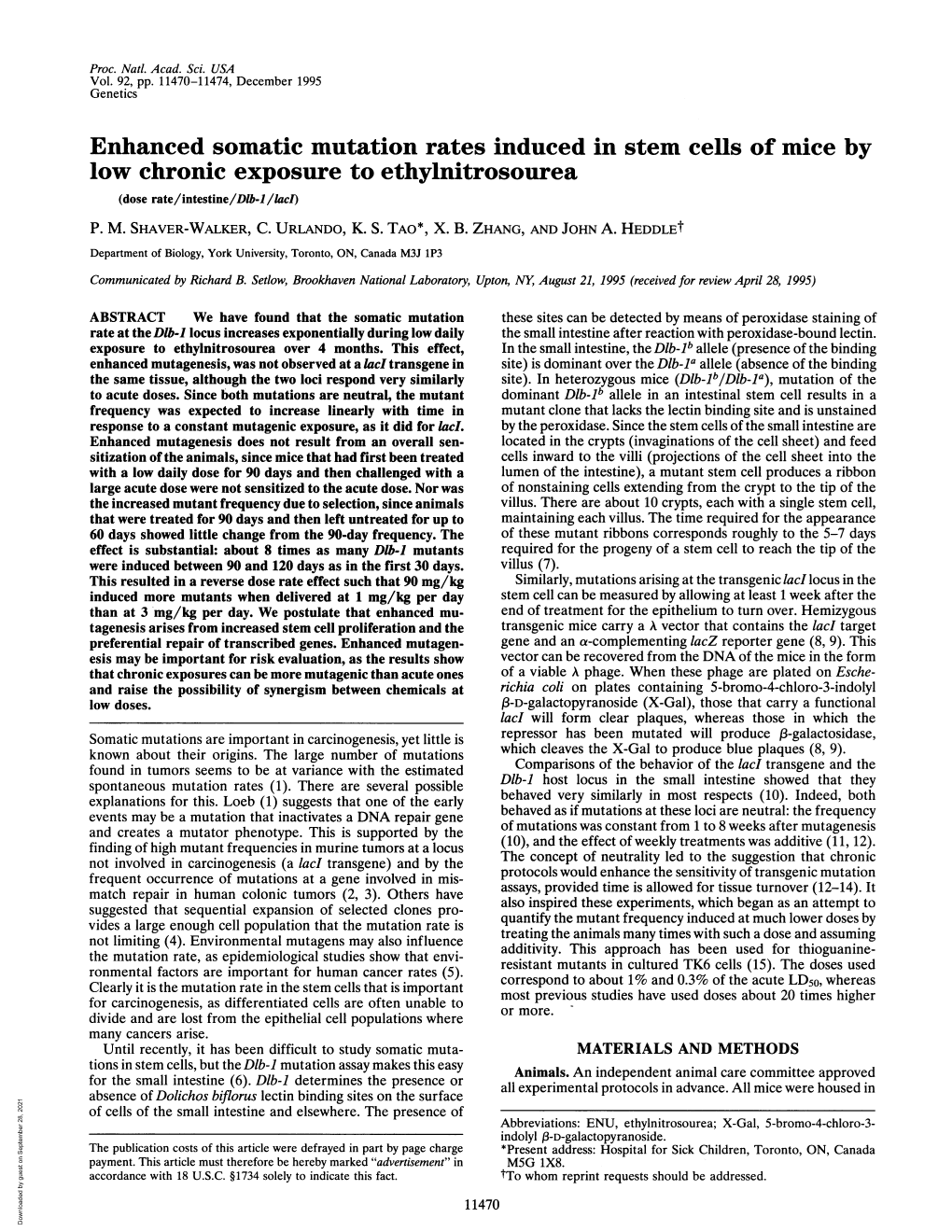 Enhanced Somatic Mutation Rates Induced in Stem Cells of Mice by Low Chronic Exposure to Ethylnitrosourea (Dose Rate/Intestine/D1b-1/Laci) P