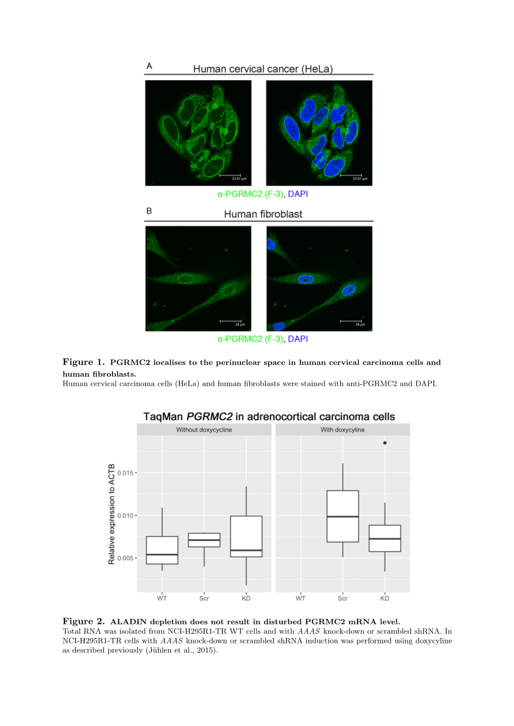 Figure 1. PGRMC2 Localises to the Perinuclear Space in Human Cervical Carcinoma Cells and Human ﬁbroblasts