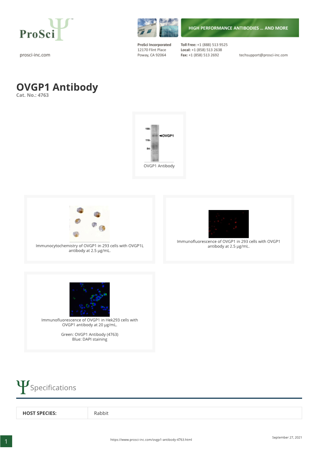 OVGP1 Antibody Cat