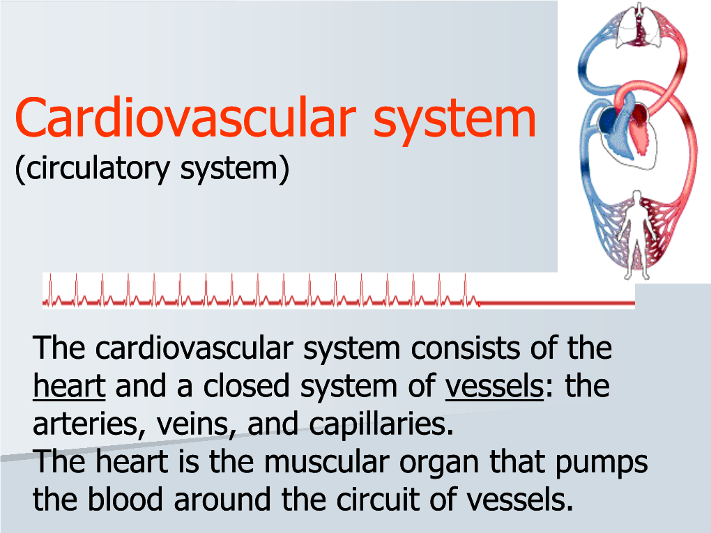 Cardiovascular System (Circulatory System)