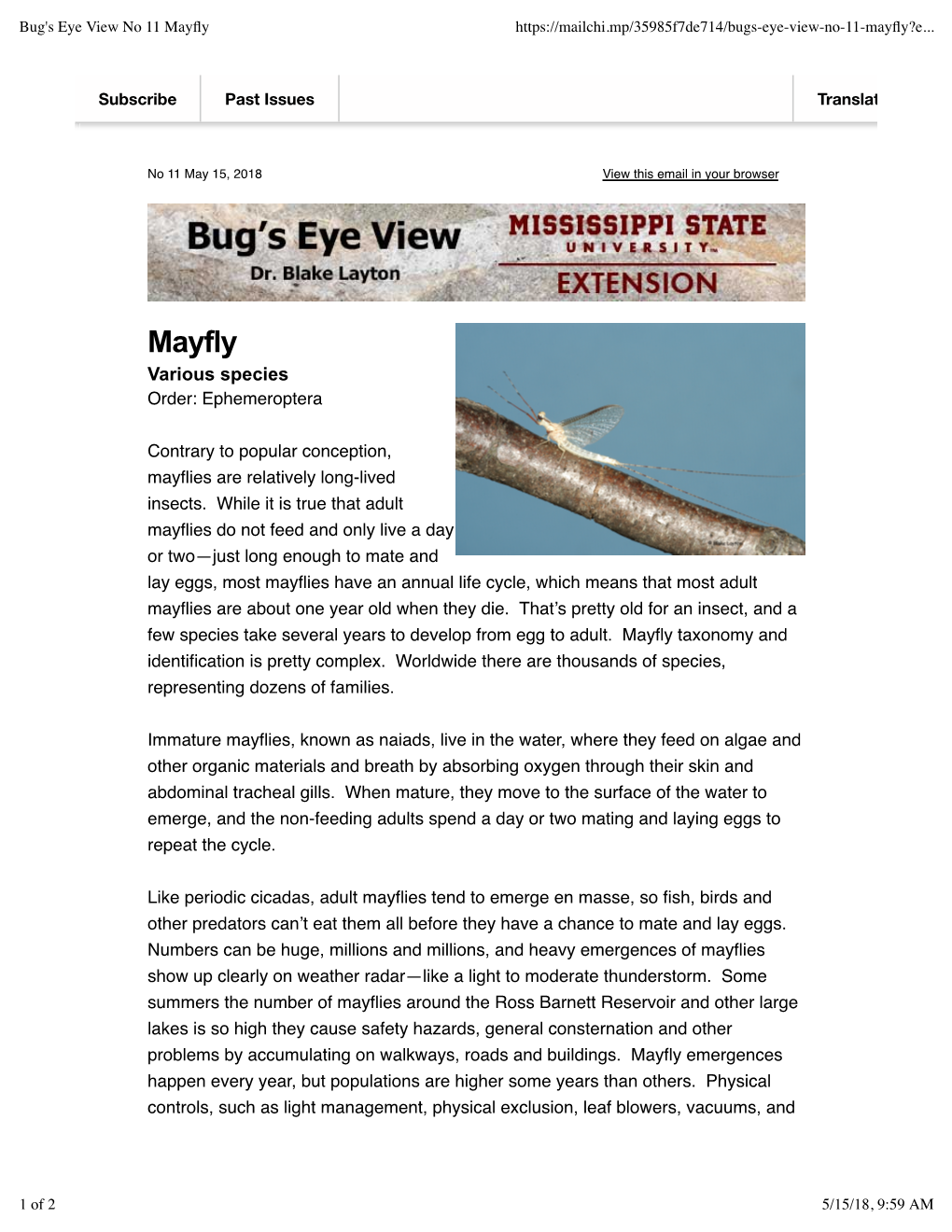 Bug's Eye View No 11 Mayfly