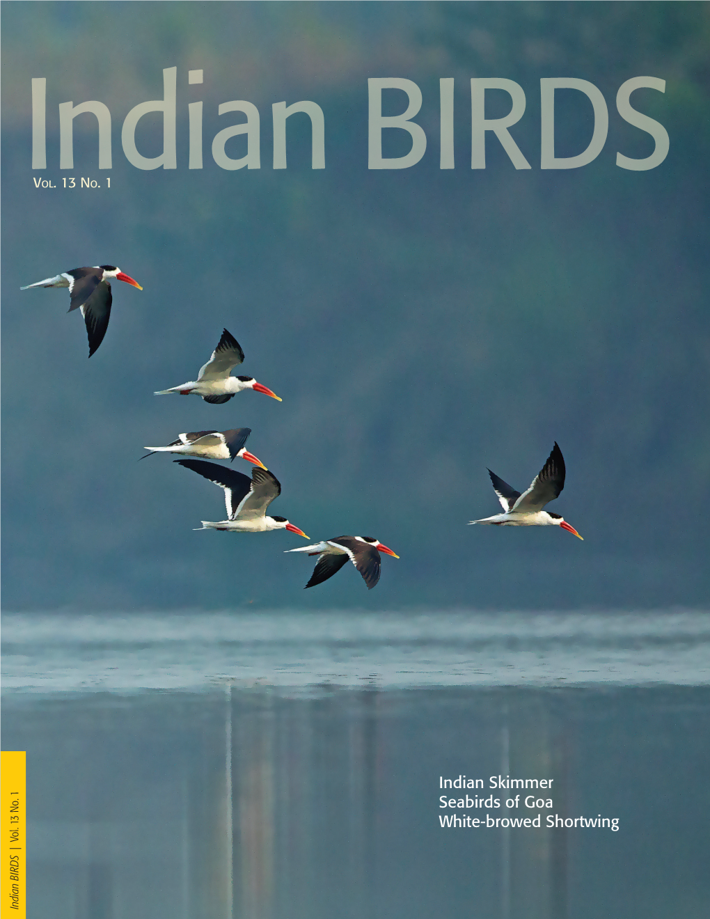 Indian Skimmer Seabirds of Goa White-Browed Shortwing