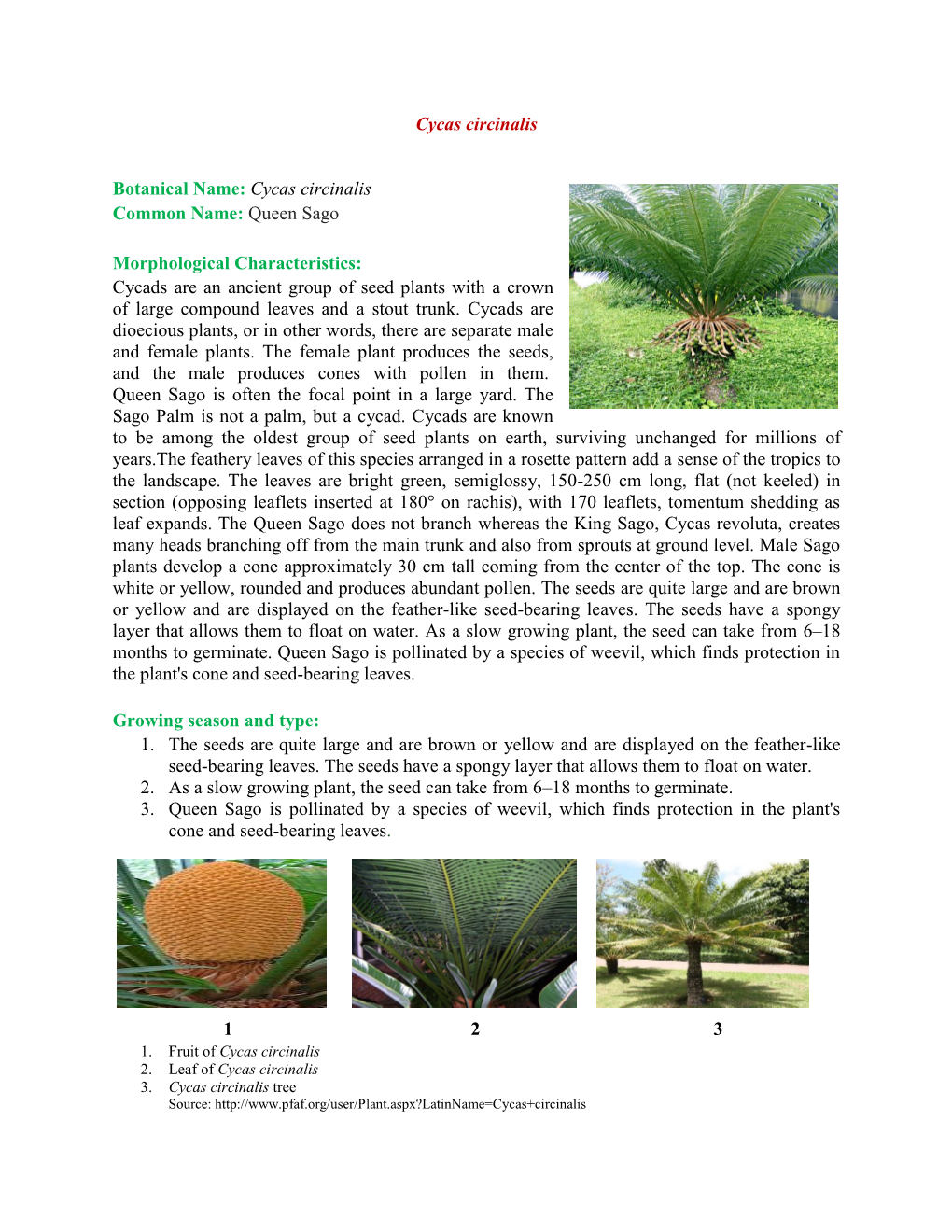 Cycas Circinalis Botanical Name: Cycas Circinalis Common Name