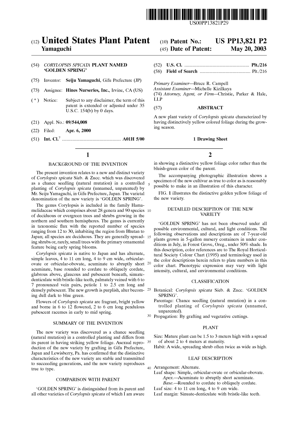 (12) United States Plant Patent (10) Patent N0.: US PP13,821 P2 Yamaguchi (45) Date of Patent: May 20, 2003