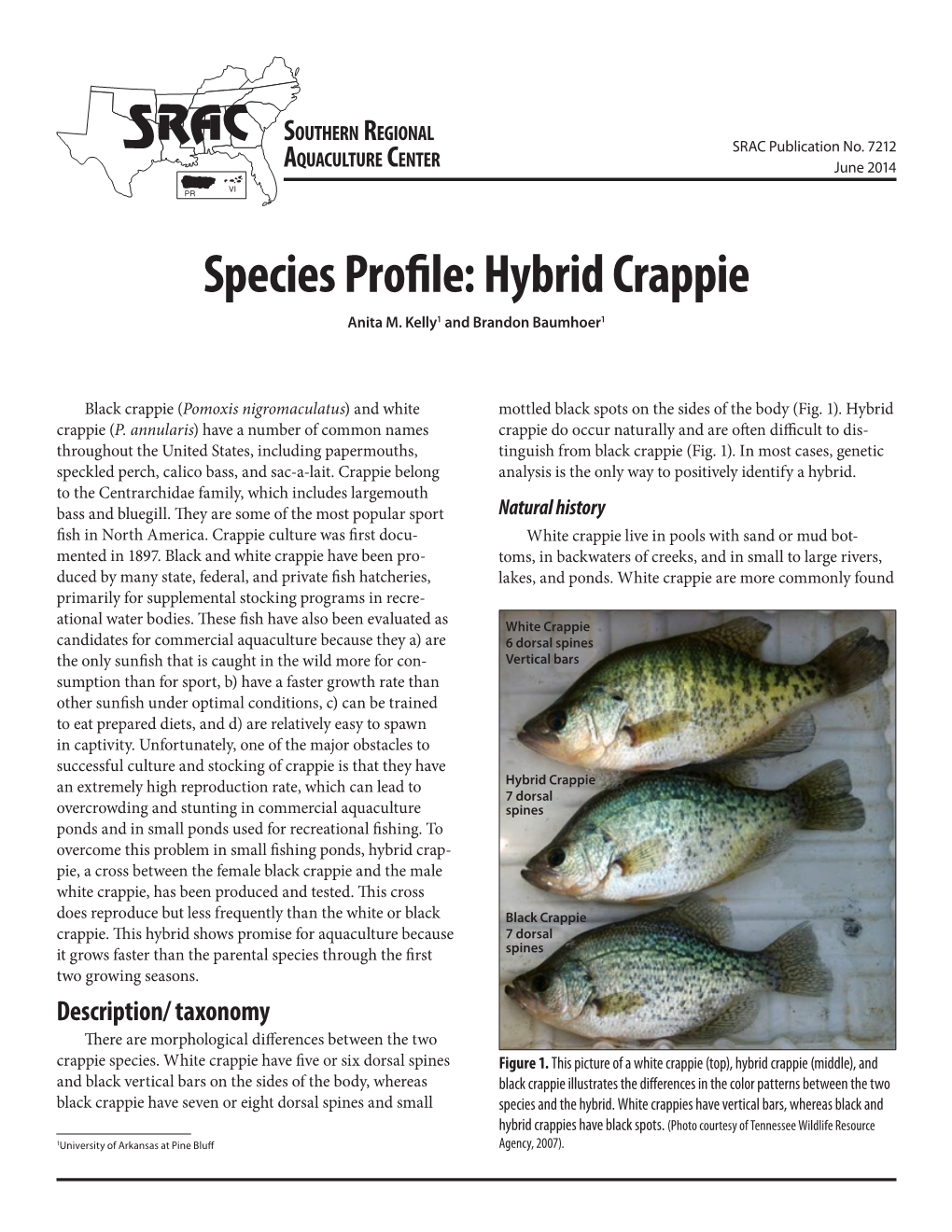 Hybrid Crappie Anita M