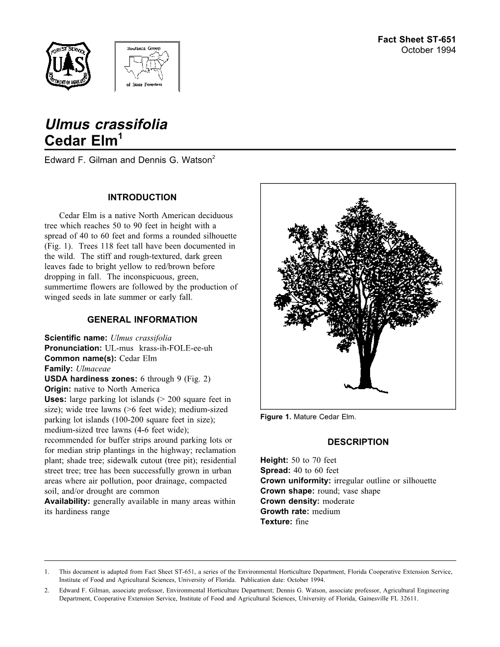 Ulmus Crassifolia Cedar Elm1 Edward F