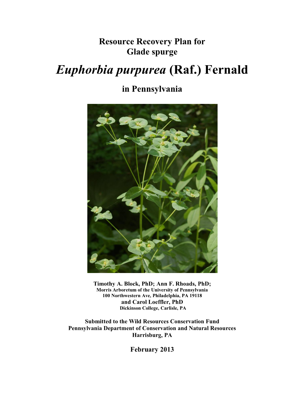 Euphorbia Purpurea (Raf.) Fernald