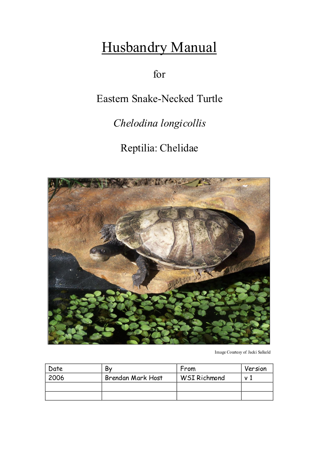Eastern Longnecked Turtle Chelodinia Longicollis