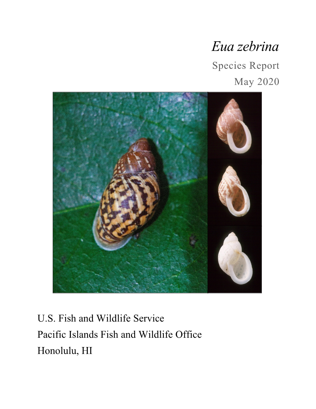 Eua Zebrina Species Report May 2020