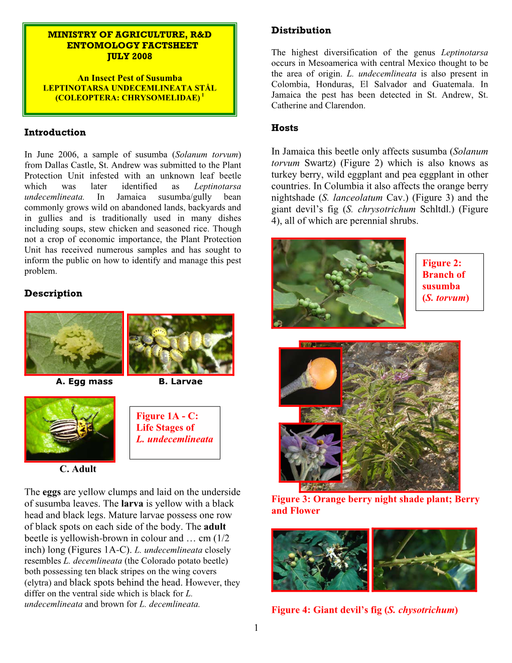 Susumba Leaf Beetle Damage L