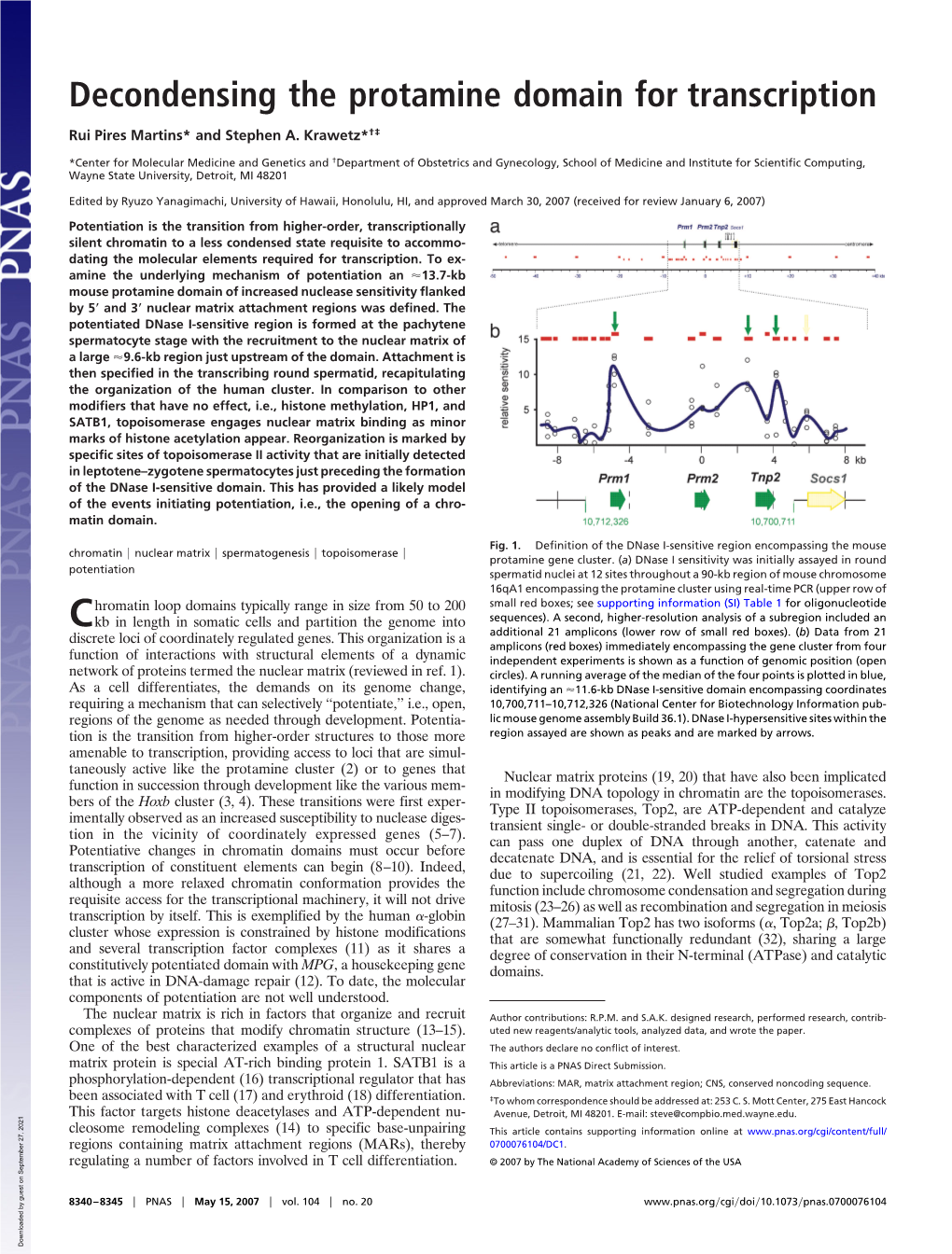 Decondensing the Protamine Domain for Transcription