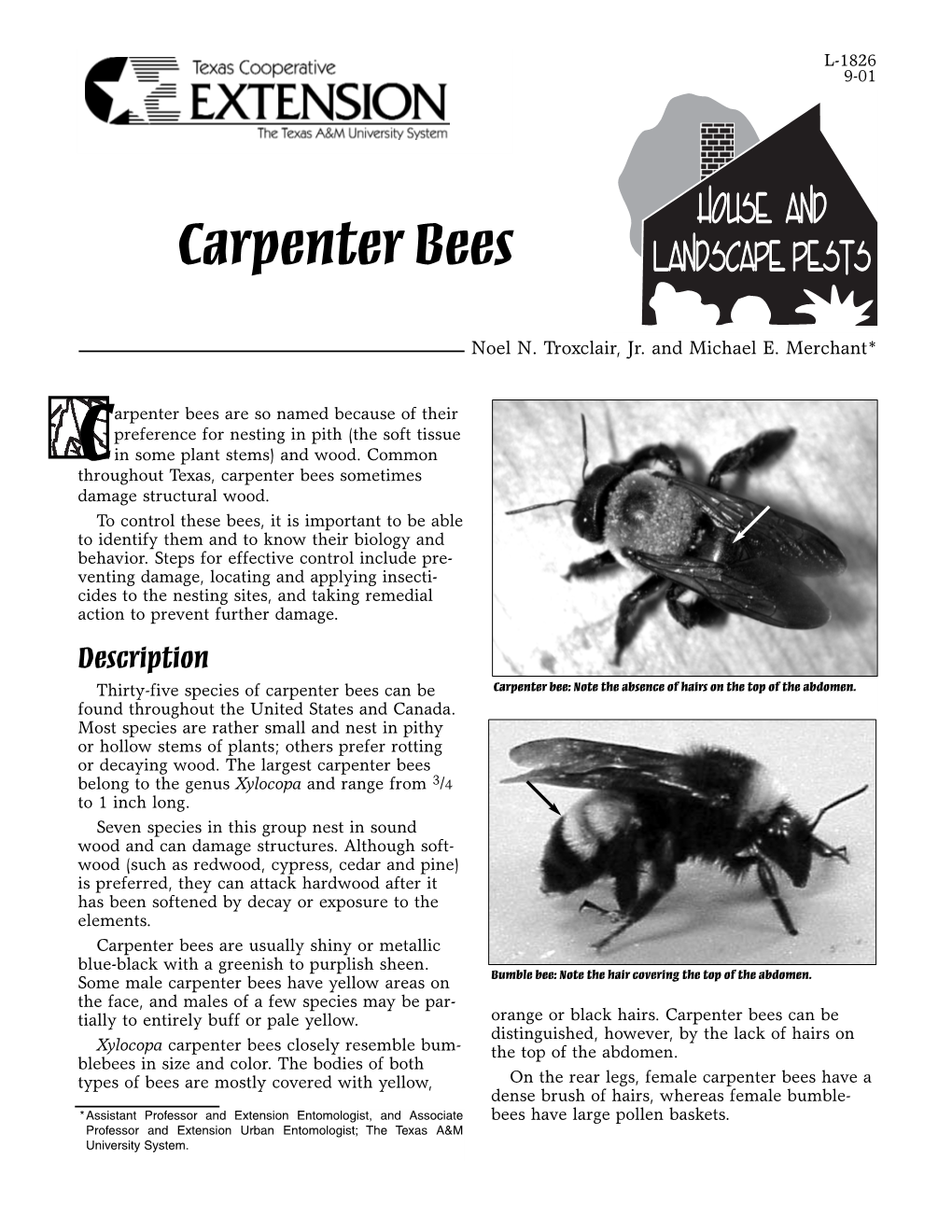 Carpenter Bees