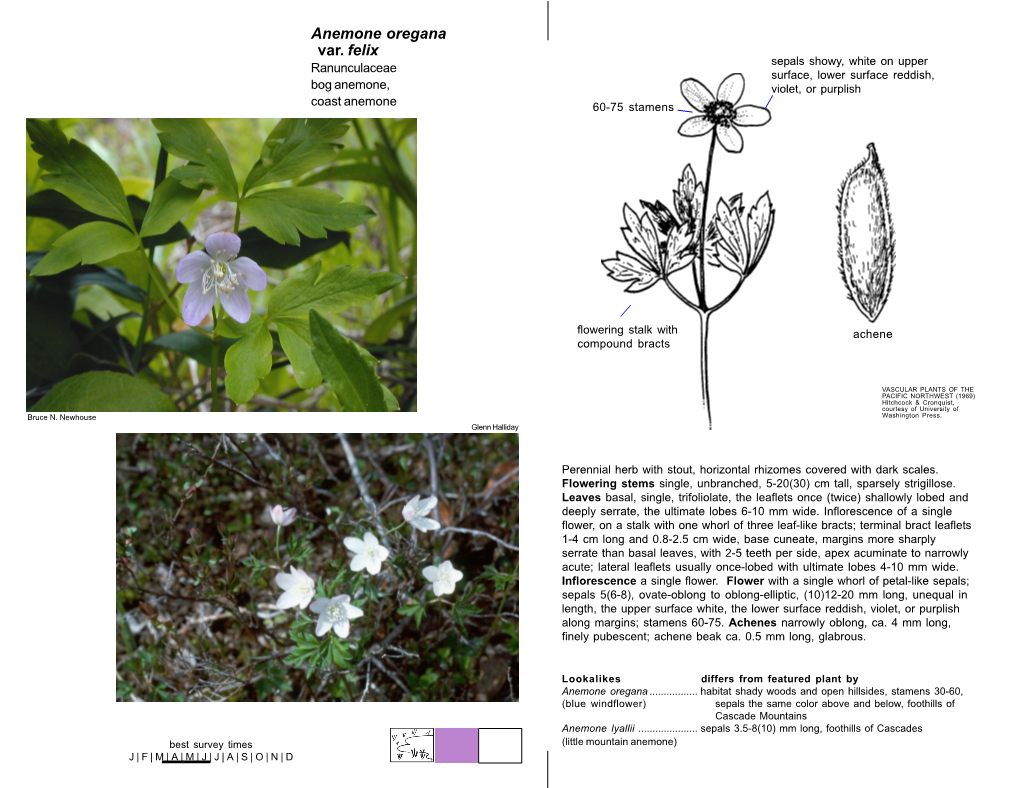 Anemone Oregana Var. Felix Sepals Showy, White on Upper Ranunculaceae Surface, Lower Surface Reddish, Bog Anemone, Violet, Or Purplish Coast Anemone 60-75 Stamens