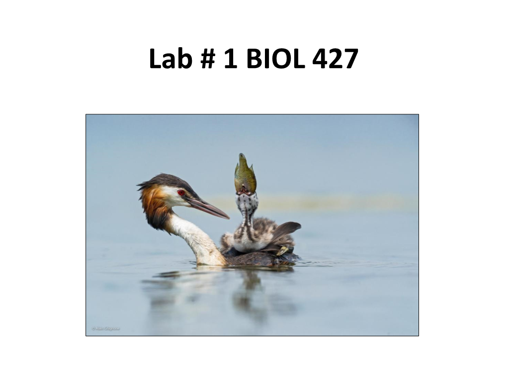 Lab # 1 BIOL 427 Schedule