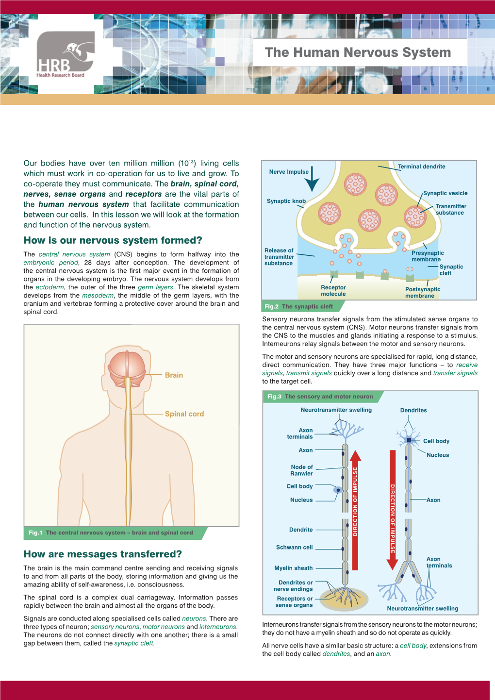 The Human Nervous System