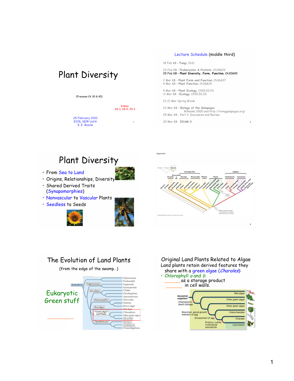 Plant Diversity Plant Diversity