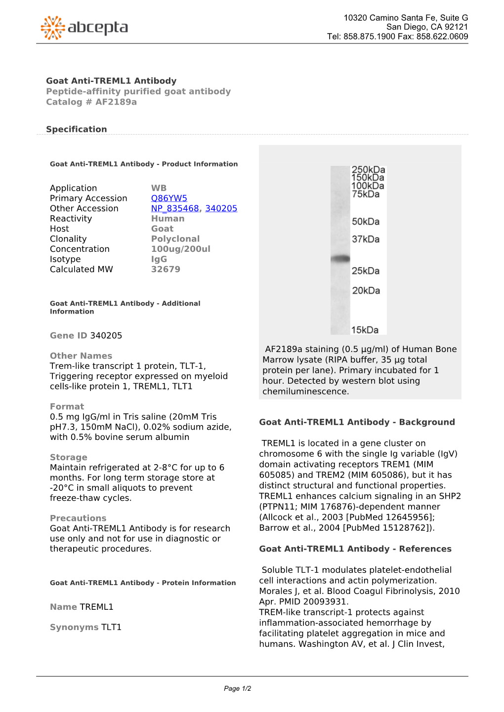 Goat Anti-TREML1 Antibody Peptide-Affinity Purified Goat Antibody Catalog # Af2189a