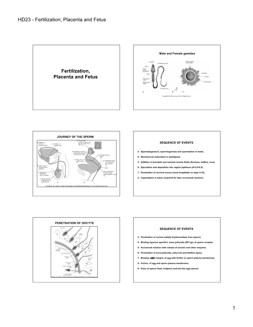 HD23 - Fertilization, Placenta and Fetus