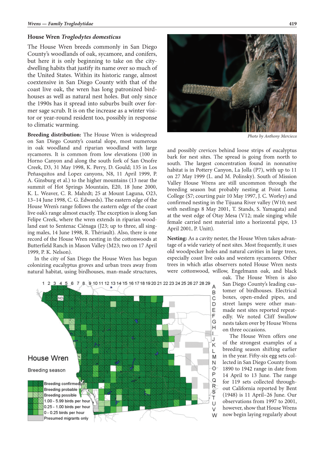 House Wren Troglodytes Domesticus the House Wren Breeds Commonly