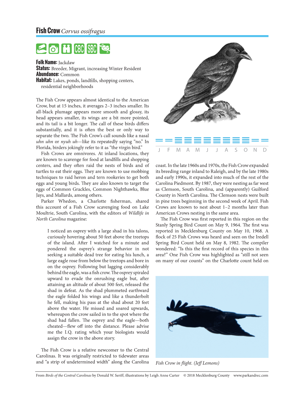 Fish Crow Corvus Ossifragus