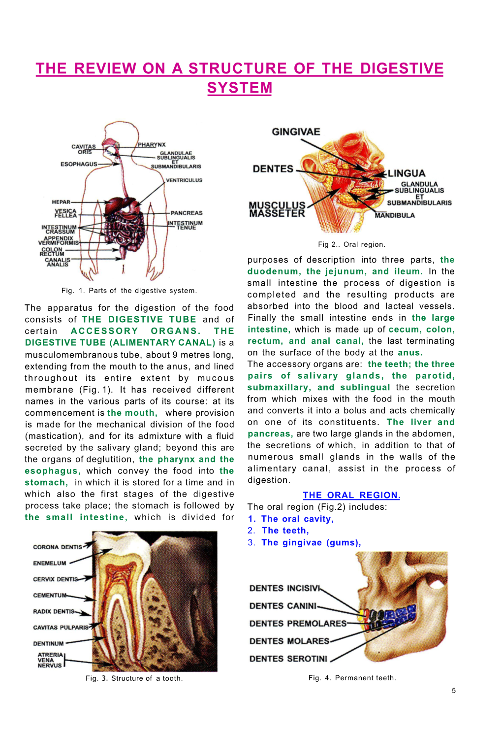 The Review on a Structure of the Digestive System