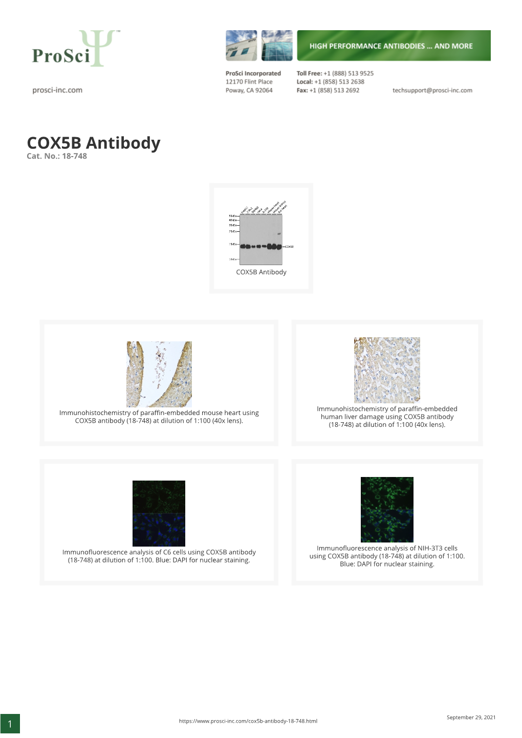 COX5B Antibody Cat