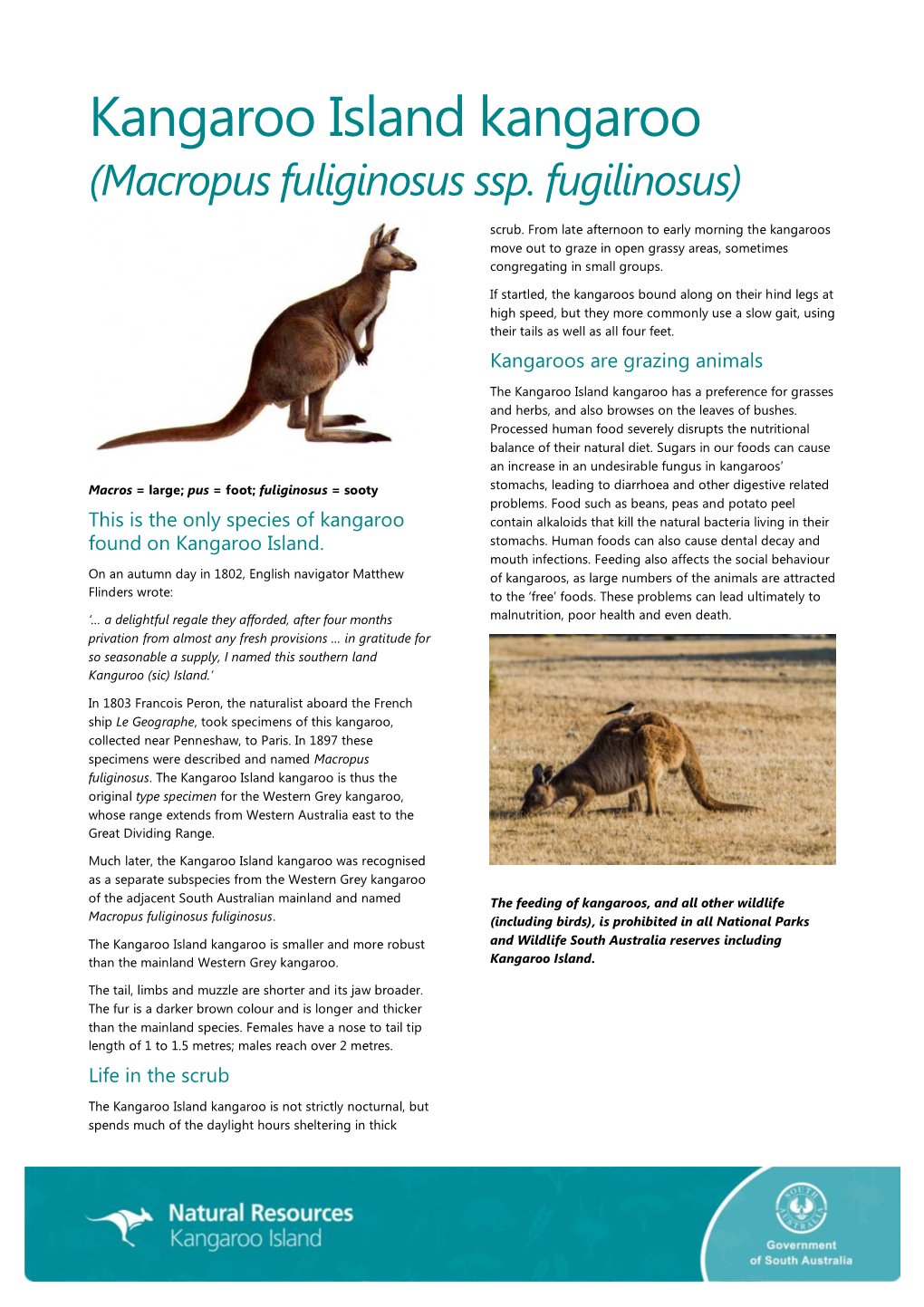 Kangaroo Island Kangaroo (Macropus Fuliginosus Ssp