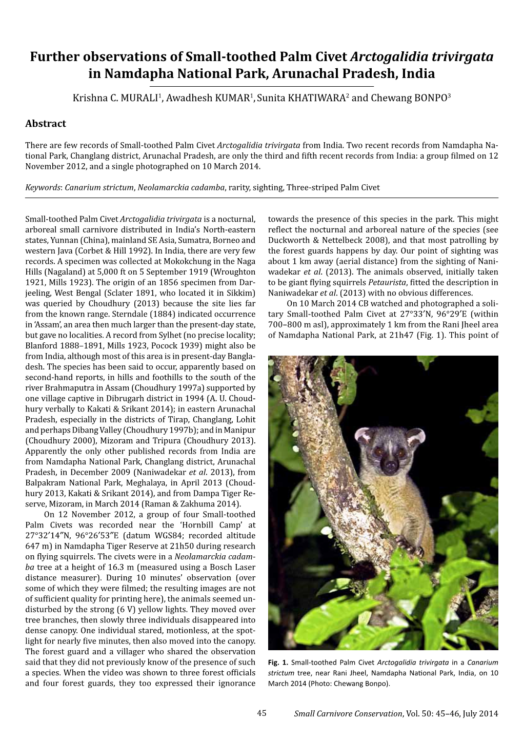 Further Observations of Small-Toothed Palm Civet Arctogalidia Trivirgata in Namdapha National Park, Arunachal Pradesh, India