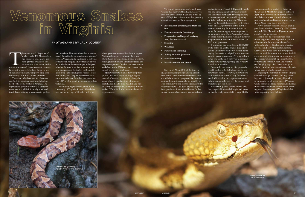 Venomous Snakes in Virginia