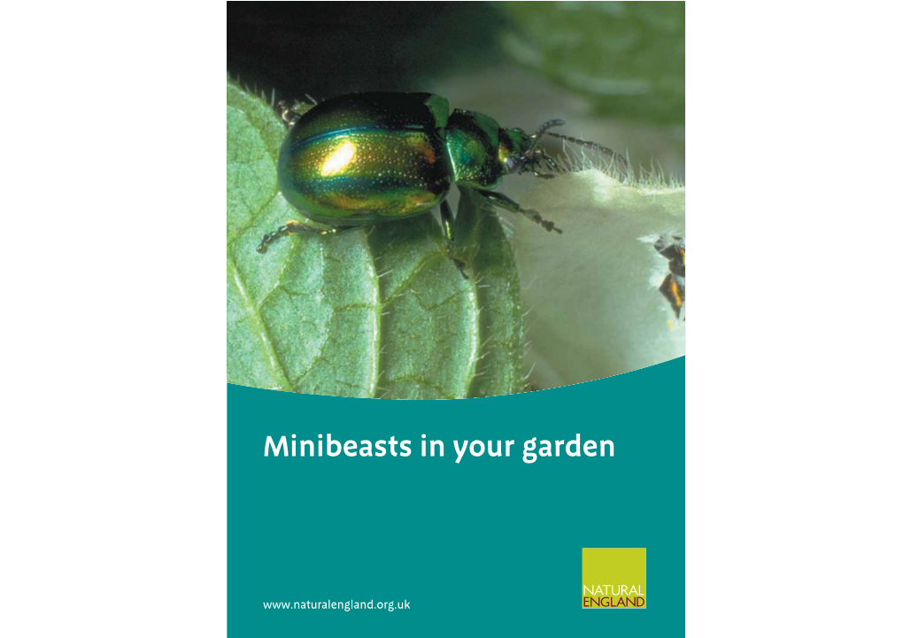 Minibeasts in Your Garden